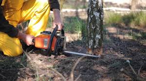 Best Hazardous Tree Removal  in Dry Ridge, OH